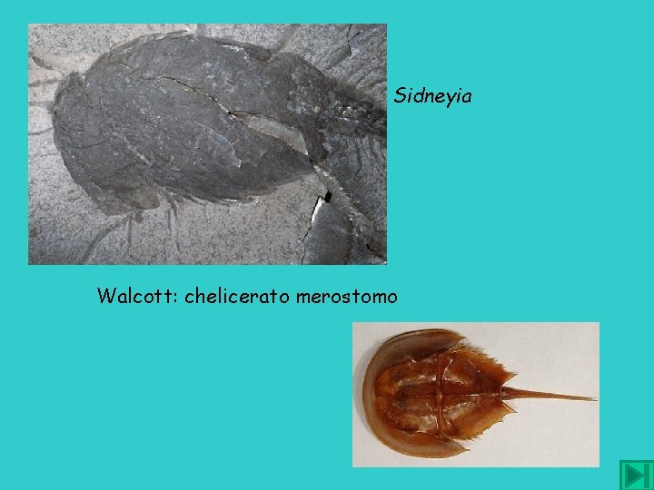 Sidneyia Walcott: chelicerato merostomo 