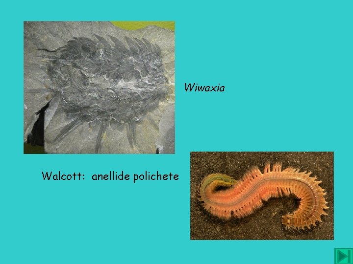 Wiwaxia Walcott: anellide polichete 