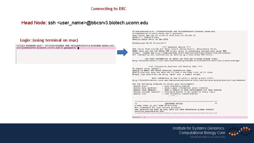 Connecting to BBC Head Node: ssh <user_name>@bbcsrv 3. biotech. uconn. edu Login: (using terminal