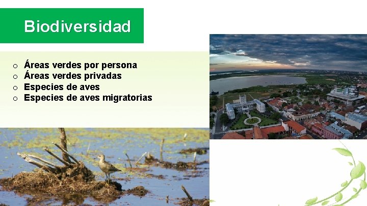 Biodiversidad o o Áreas verdes por persona Áreas verdes privadas Especies de aves migratorias