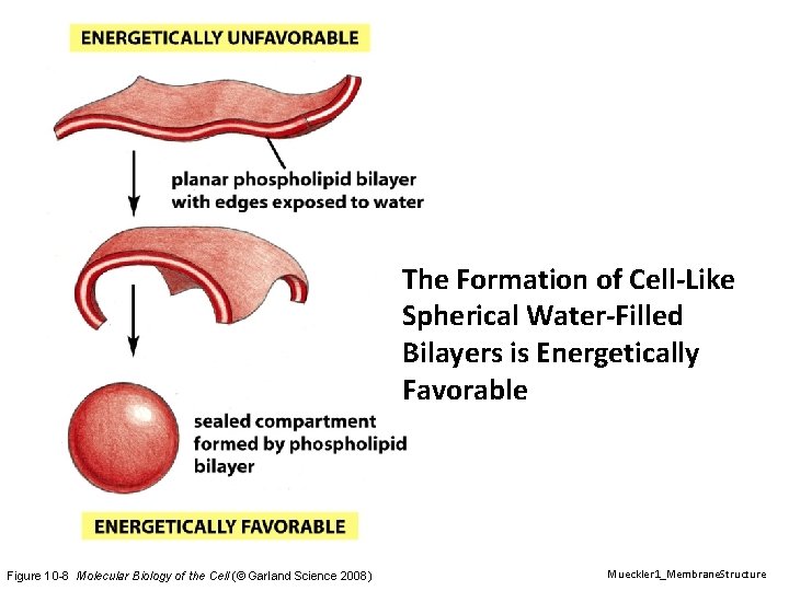 The Formation of Cell-Like Spherical Water-Filled Bilayers is Energetically Favorable Figure 10 -8 Molecular