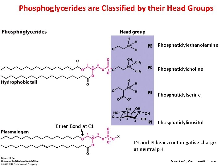Phosphoglycerides are Classified by their Head Groups Phosphatidylethanolamine Phosphatidylcholine Phosphatidylserine Ether Bond at C