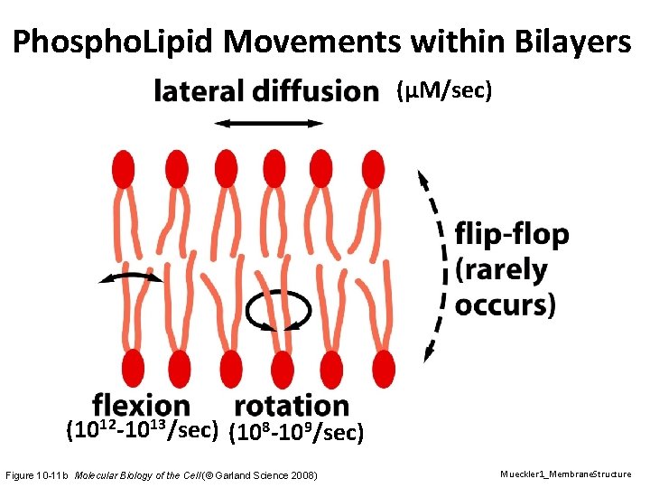 Phospho. Lipid Movements within Bilayers (µM/sec) (1012 -1013/sec) (108 -109/sec) Figure 10 -11 b