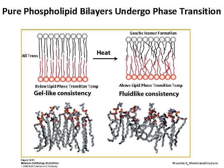 Pure Phospholipid Bilayers Undergo Phase Transition Gauche Isomer Formation All-Trans Below Lipid Phase Transition