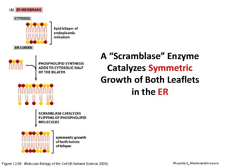 A “Scramblase” Enzyme Catalyzes Symmetric Growth of Both Leaflets in the ER Figure 12