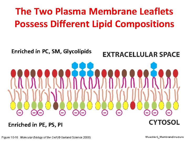 The Two Plasma Membrane Leaflets Possess Different Lipid Compositions Enriched in PC, SM, Glycolipids