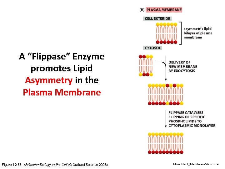A “Flippase” Enzyme promotes Lipid Asymmetry in the Plasma Membrane Figure 12 -58 Molecular