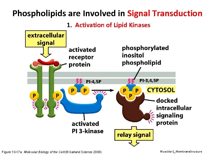 Phospholipids are Involved in Signal Transduction 1. Activation of Lipid Kinases PI-4, 5 P