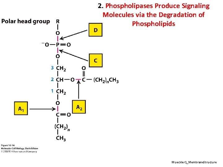 2. Phospholipases Produce Signaling Molecules via the Degradation of Phospholipids Mueckler 1_Membrane. Structure 