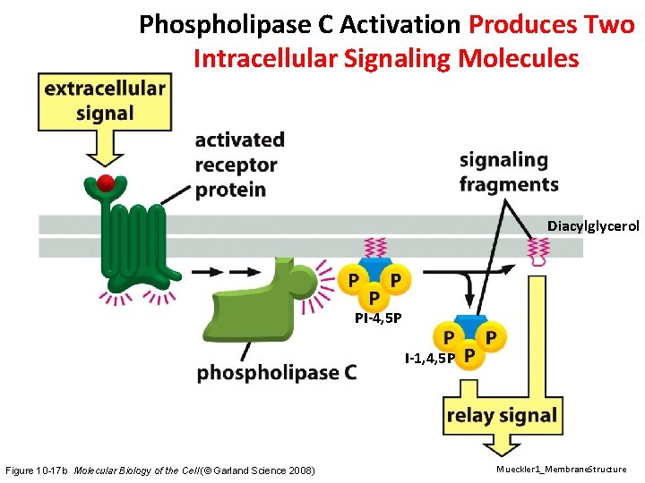 Phospholipase C Activation Produces Two Intracellular Signaling Molecules Diacylglycerol PI-4, 5 P I-1, 4,