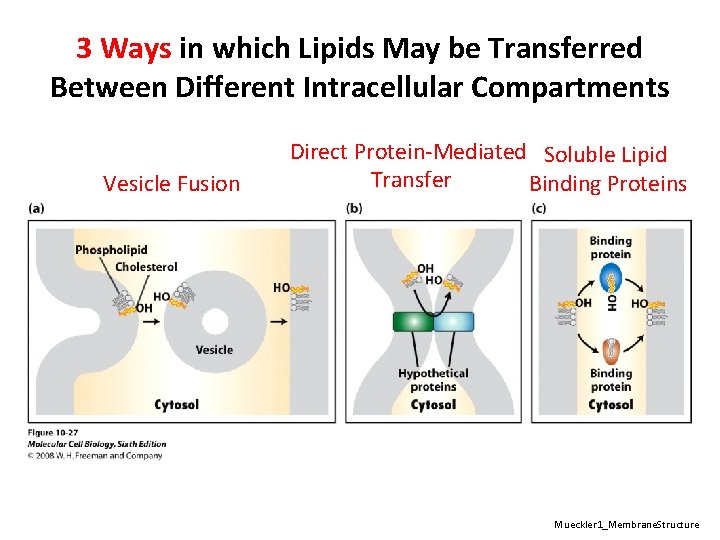 3 Ways in which Lipids May be Transferred Between Different Intracellular Compartments Vesicle Fusion