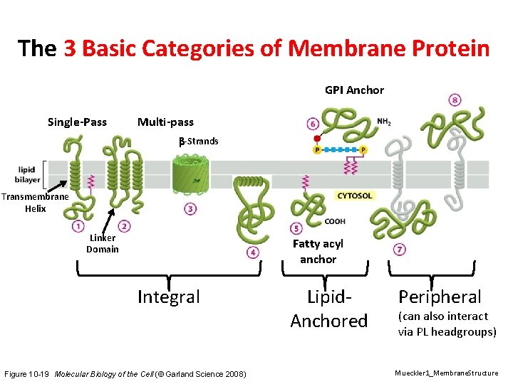 The 3 Basic Categories of Membrane Protein GPI Anchor Single-Pass Multi-pass b-Strands Transmembrane Helix