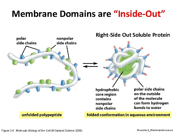 Membrane Domains are “Inside-Out” Right-Side Out Soluble Protein Figure 3 -5 Molecular Biology of