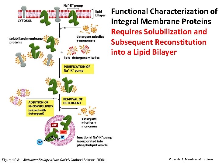 Functional Characterization of Integral Membrane Proteins Requires Solubilization and Subsequent Reconstitution into a Lipid