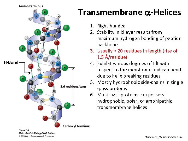 Transmembrane a-Helices H-Bond 1. Right-handed 2. Stability in bilayer results from maximum hydrogen bonding