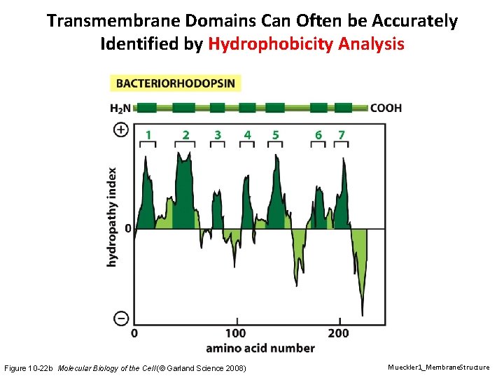 Transmembrane Domains Can Often be Accurately Identified by Hydrophobicity Analysis Figure 10 -22 b