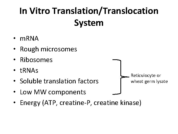 In Vitro Translation/Translocation System • • m. RNA Rough microsomes Ribosomes t. RNAs Reticulocyte
