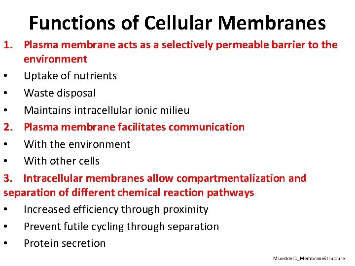 Functions of Cellular Membranes 1. Plasma membrane acts as a selectively permeable barrier to
