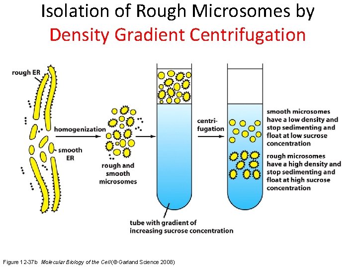 Isolation of Rough Microsomes by Density Gradient Centrifugation Figure 12 -37 b Molecular Biology