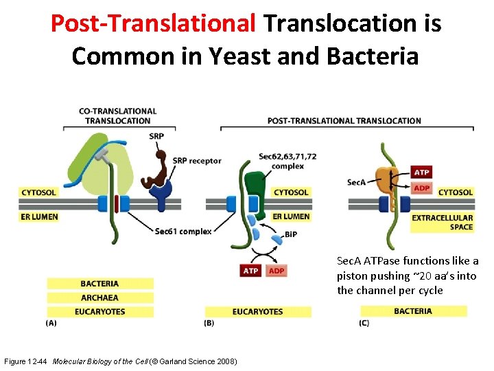 Post-Translational Translocation is Common in Yeast and Bacteria Sec. A ATPase functions like a