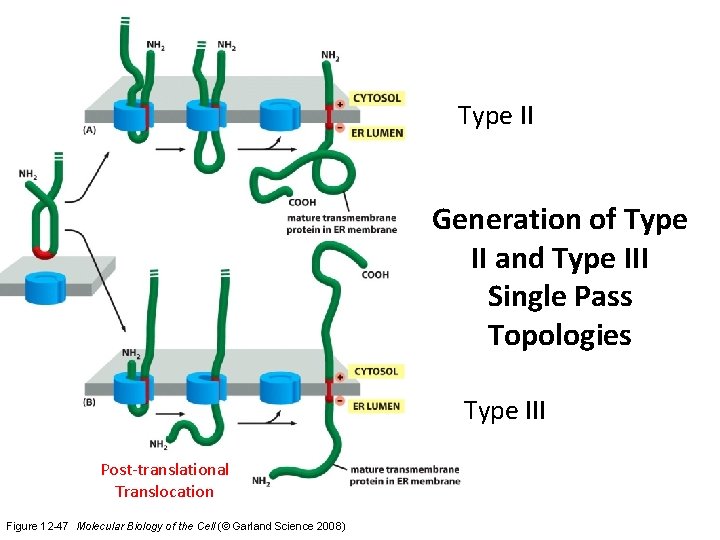 Type II Generation of Type II and Type III Single Pass Topologies Type III