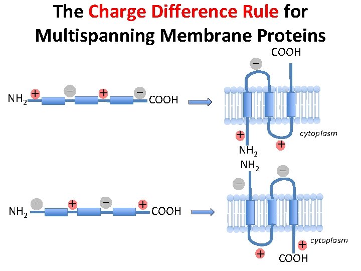 The Charge Difference Rule for Multispanning Membrane Proteins – NH 2 + – COOH