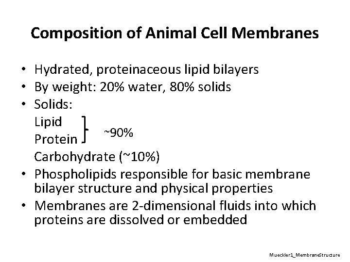 Composition of Animal Cell Membranes • Hydrated, proteinaceous lipid bilayers • By weight: 20%