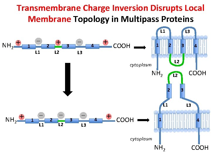 Transmembrane Charge Inversion Disrupts Local Membrane Topology in Multipass Proteins L 1 NH 2
