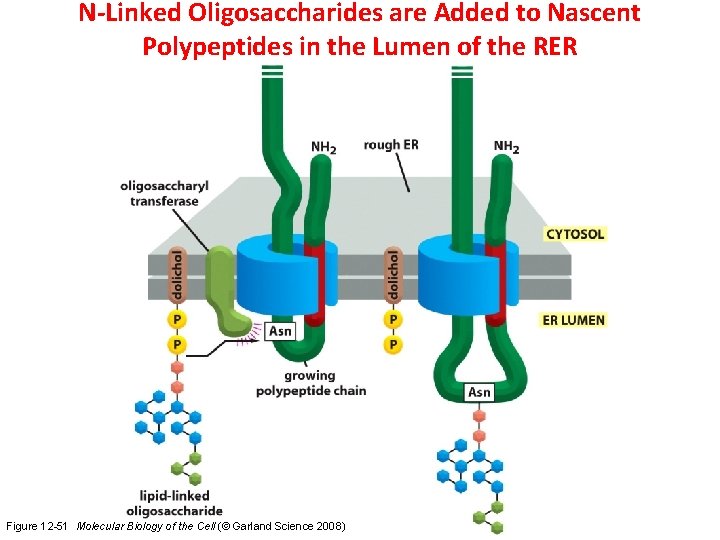 N-Linked Oligosaccharides are Added to Nascent Polypeptides in the Lumen of the RER Figure