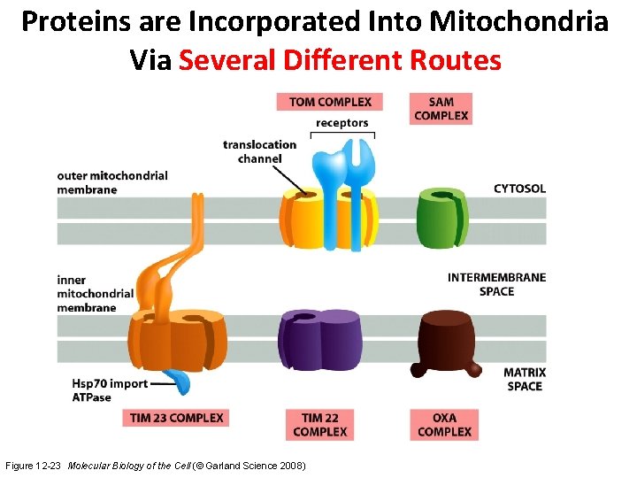 Proteins are Incorporated Into Mitochondria Via Several Different Routes Figure 12 -23 Molecular Biology