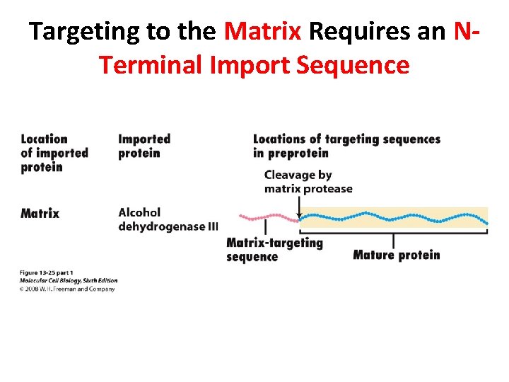 Targeting to the Matrix Requires an NTerminal Import Sequence 