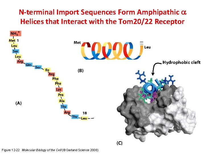 N-terminal Import Sequences Form Amphipathic a Helices that Interact with the Tom 20/22 Receptor