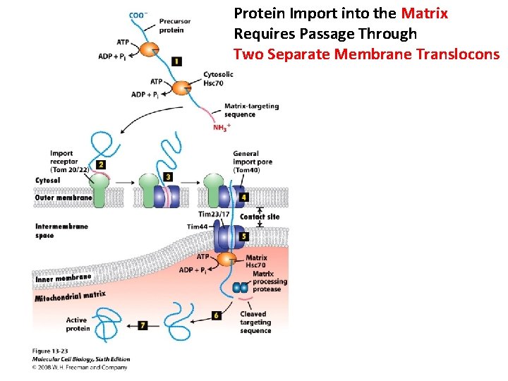 Protein Import into the Matrix Requires Passage Through Two Separate Membrane Translocons 