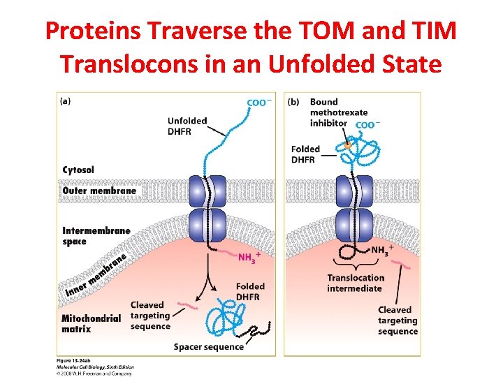 Proteins Traverse the TOM and TIM Translocons in an Unfolded State 