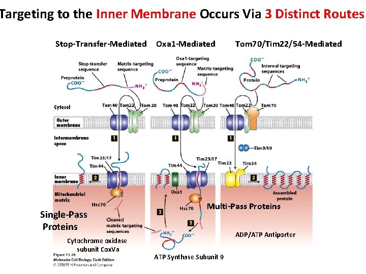 Targeting to the Inner Membrane Occurs Via 3 Distinct Routes Stop-Transfer-Mediated Single-Pass Proteins Cytochrome