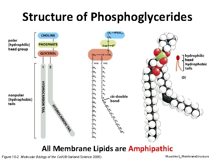 Structure of Phosphoglycerides All Membrane Lipids are Amphipathic Figure 10 -2 Molecular Biology of