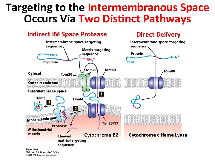 Targeting to the Intermembranous Space Occurs Via Two Distinct Pathways Indirect IM Space Protease