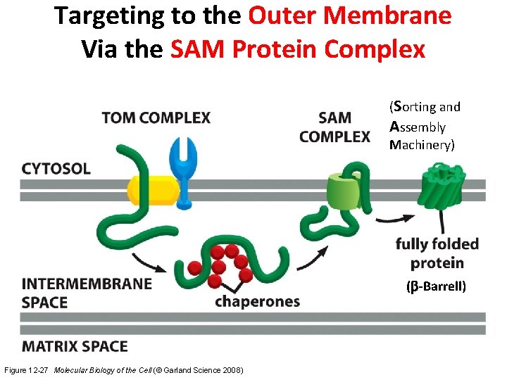 Targeting to the Outer Membrane Via the SAM Protein Complex (Sorting and Assembly Machinery)