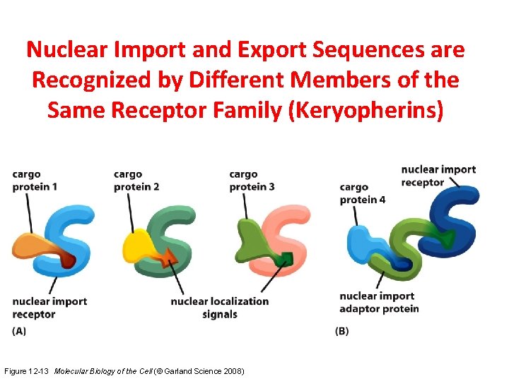 Nuclear Import and Export Sequences are Recognized by Different Members of the Same Receptor