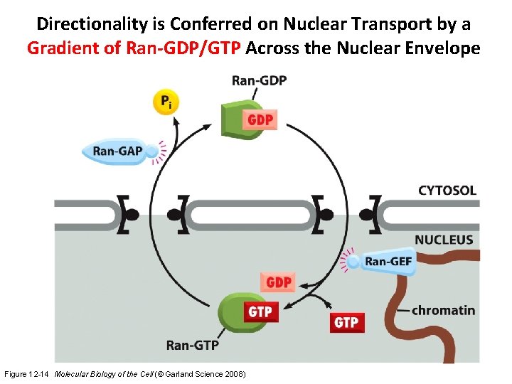 Directionality is Conferred on Nuclear Transport by a Gradient of Ran-GDP/GTP Across the Nuclear
