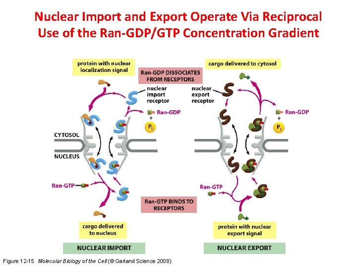 Nuclear Import and Export Operate Via Reciprocal Use of the Ran-GDP/GTP Concentration Gradient Figure