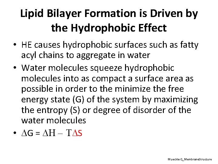 Lipid Bilayer Formation is Driven by the Hydrophobic Effect • HE causes hydrophobic surfaces