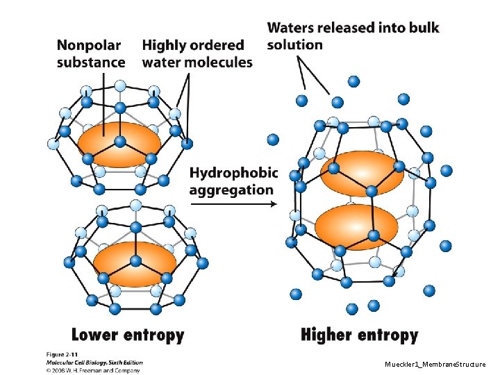 Mueckler 1_Membrane. Structure 