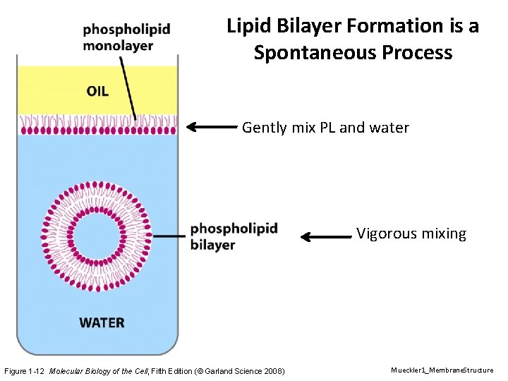 Lipid Bilayer Formation is a Spontaneous Process Gently mix PL and water Vigorous mixing