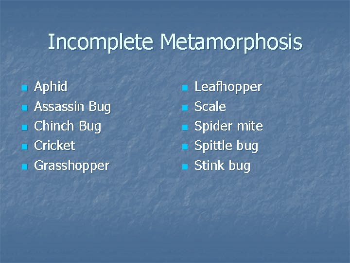 Incomplete Metamorphosis n n n Aphid Assassin Bug Chinch Bug Cricket Grasshopper n n