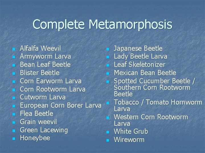 Complete Metamorphosis n n n Alfalfa Weevil Armyworm Larva Bean Leaf Beetle Blister Beetle