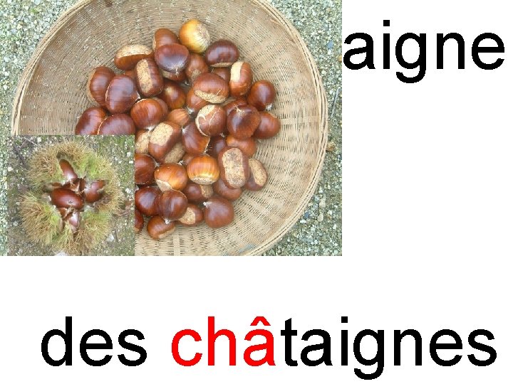 cha châtaigne des châtaignes 