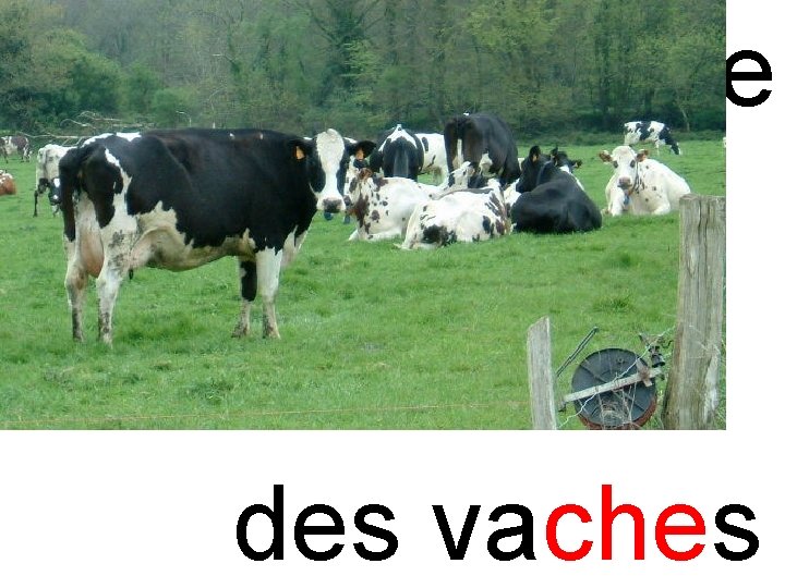 che vache des vaches 