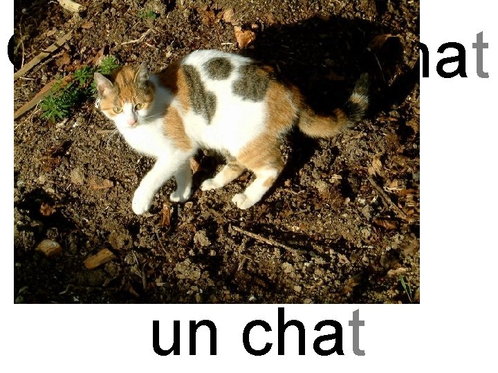 cha chat un chat 