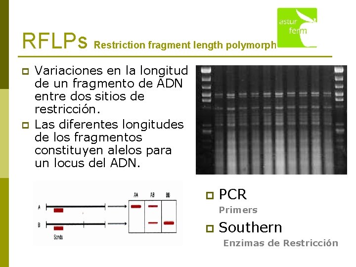 RFLPs Restriction fragment length polymorphism p p Variaciones en la longitud de un fragmento